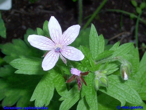 Geranium asphodeloides